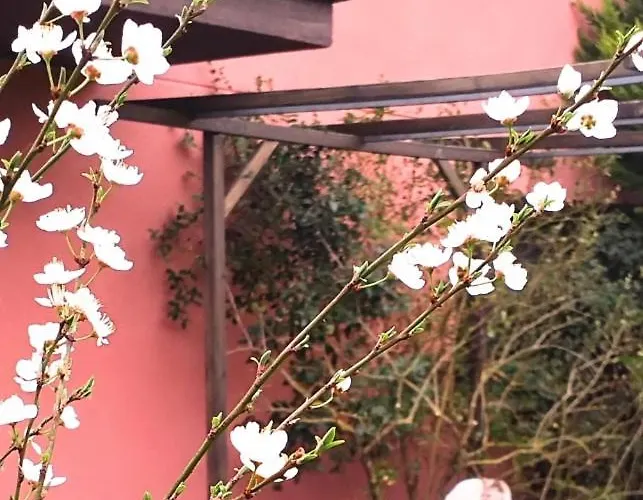 Homestay Lovely Cat's *